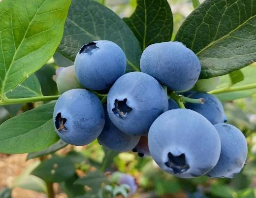 �{ݮ�ű���10��߀���ԳԆ᣿�{ݮ�ű���һ����߀�ܳԆ�