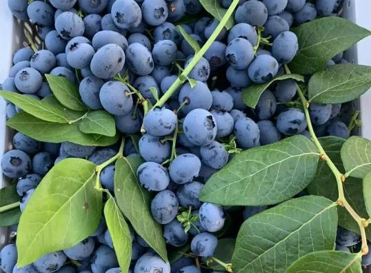 �{ݮ�ű�����Ҫ�w��������᣿�{ݮ�Ď׷N�Է�