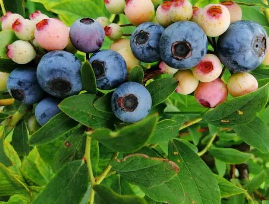 �{ݮ�ϵİ�˪��Ҫϴ��᣿�{ݮ���ܺ�ʲôһ���