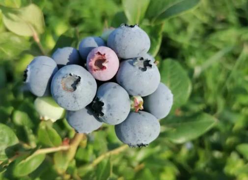 �{ݮ�����ß�ˮ�Cһ�³Ԇ᣿�{ݮ����ˮϴ������ԳԆ�