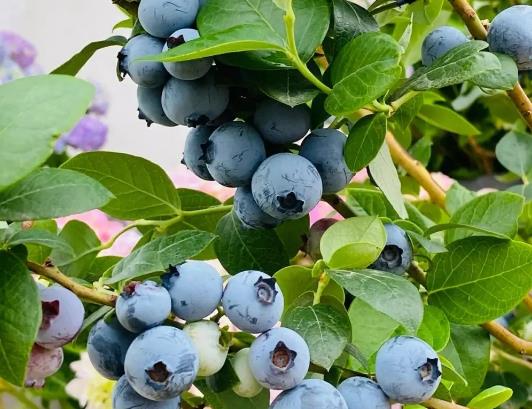 һ���{ݮ��һ�w�lù���ǲ��ǉ��ˣ��{ݮ��ô���Л]�Љ�