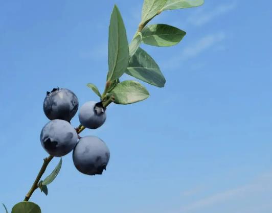 �{ݮ12mm��14mm�����٣��{ݮ12mm��ʲô��