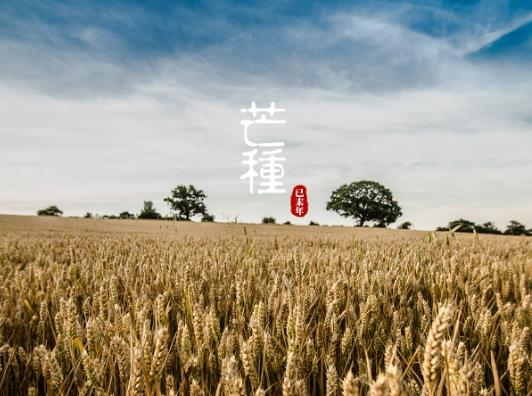 2023年芒種能不能種棉花?2023年芒種幾點不出門 2023年芒種能不能種棉花?2023年芒種幾點不出門