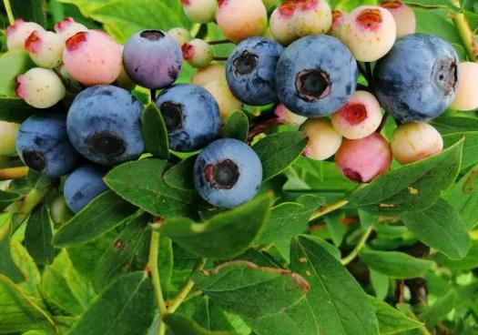 吃藍莓大便是墨綠色會幾天消失?吃藍莓大便為什么會變紅色 吃藍莓大便是墨綠色會幾天消失?吃藍莓大便為什么會變紅色