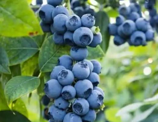 藍莓怎么吃對眼睛好?藍莓吃多了會怎樣 藍莓怎么吃對眼睛好?藍莓吃多了會怎樣