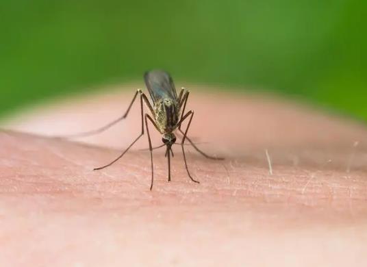 房間的蚊子自己死了是什么情況?如果沒有人蚊子能活嗎 房間的蚊子自己死了是什么情況?如果沒有人蚊子能活嗎