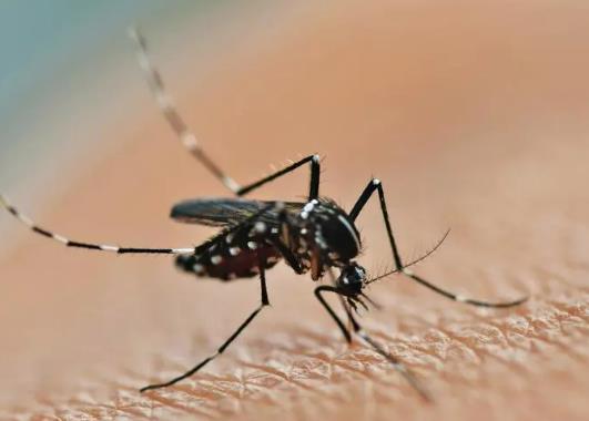 屋子里的蚊子會(huì)自然死嗎?蚊子在沒有人的房間多久會(huì)死 屋子里的蚊子會(huì)自然死嗎?蚊子在沒有人的房間多久會(huì)死