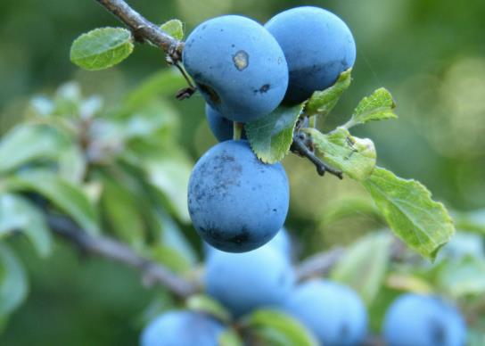 藍莓能用熱水洗嗎?買的新鮮藍莓怎么保存 藍莓能用熱水洗嗎?買的新鮮藍莓怎么保存