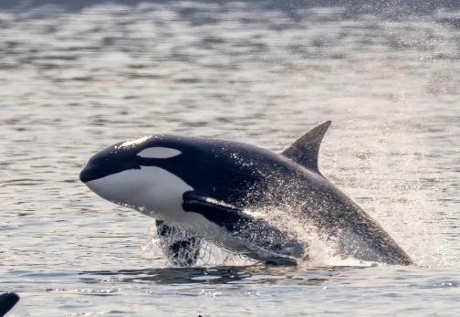 ���L15�q������ļٵģ��������Ĵ��^���L��