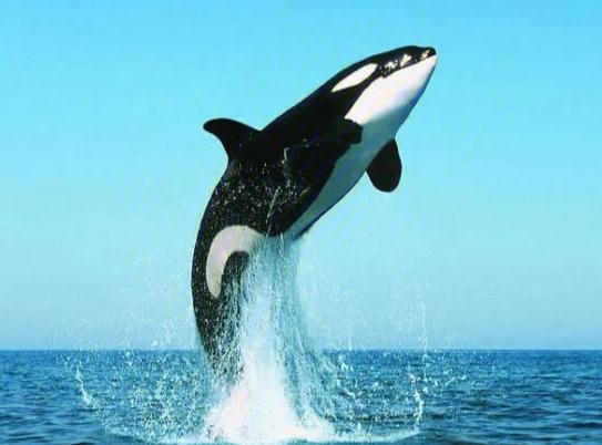 �����ͻ��L�l���������L�f�KԒ�����Ǽ�