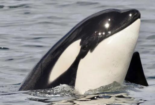 ���L �ö���Ԓ�᣿���L�܂����������������ô��