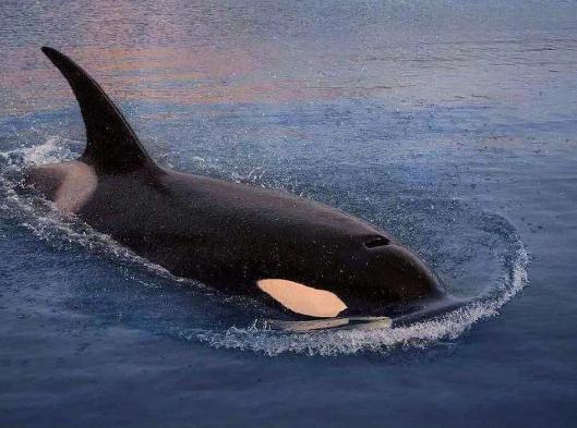 �ں����������L��ô�k�����L�������u�����