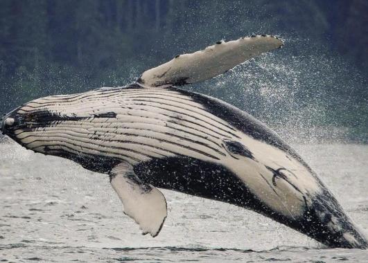 �ں����������L��ô�k�����L��(hu��)����(hu��)�u�����