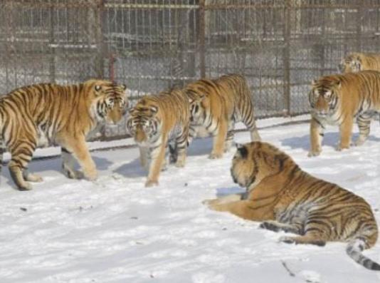 哈爾濱必游景點排名,哈爾濱中央大街有百年歷史、哈爾濱極地館很壯觀 哈爾濱必游景點排名,哈爾濱中央大街有百年歷史、哈爾濱極地館很壯觀