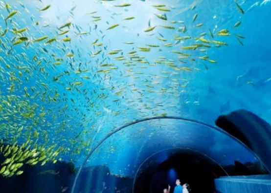 全球十大海洋館排名,亞特蘭大Georgia Aquarium和諾亞方舟非常相似 全球十大海洋館排名,亞特蘭大Georgia Aquarium和諾亞方舟非常相似