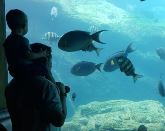 全球十大海洋館排名,亞特蘭大Georgia Aquarium和諾亞方舟非常相似 全球十大海洋館排名,亞特蘭大Georgia Aquarium和諾亞方舟非常相似