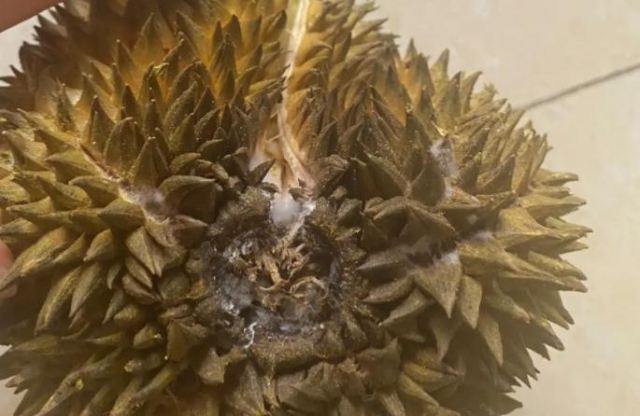 榴蓮不熟怎樣放才會熟 榴蓮部分發(fā)霉了能吃嗎 榴蓮不熟怎樣放才會熟 榴蓮部分發(fā)霉了能吃嗎