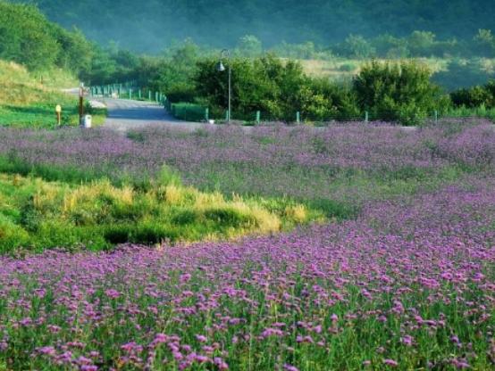 �Ї�����ʮ�󻨺�����������޹�²ݻ����������������׌����_�۽�