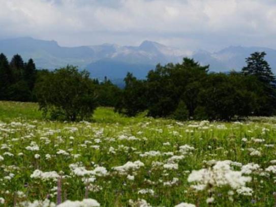 �Ї�����ʮ�󻨺�����������޹�²ݻ����������������׌����_�۽�