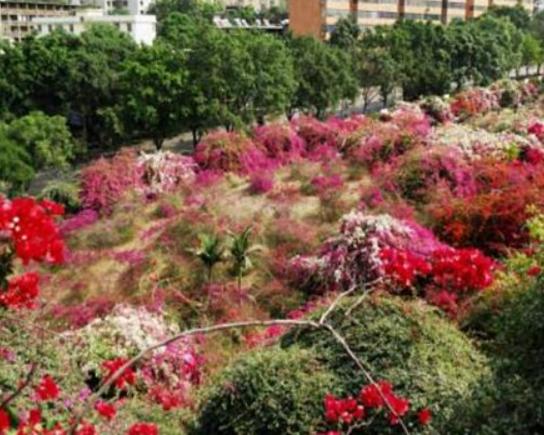 攀枝花最好玩的地方推薦,二灘國家森林公園、海塔世外桃源風景區很優美 攀枝花最好玩的地方推薦,二灘國家森林公園、海塔世外桃源風景區很優美