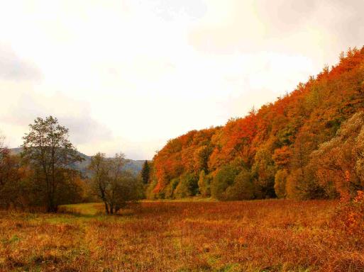 2023秋季到底有沒有低溫?2023年秋天是旱還是澇 2023秋季到底有沒有低溫?2023年秋天是旱還是澇