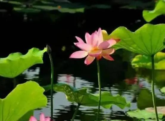 7月份出去玩需要帶什么?7月份適合出去旅游嗎 7月份出去玩需要帶什么?7月份適合出去旅游嗎