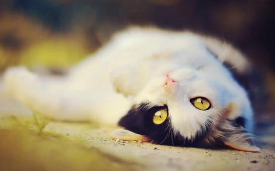 孕婦可以養貓嗎?被貓抓傷了需要打狂犬預苗嗎? 孕婦可以養貓嗎?被貓抓傷了需要打狂犬預苗嗎?