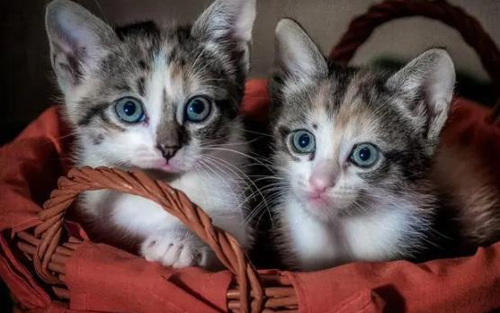 ؈���Գ��u���᣿С؈��ʲô���ܳ�̫�൰�S��