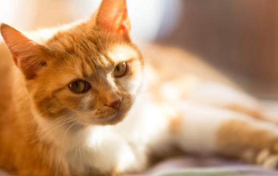 ؈���Գ��u���᣿С؈��ʲô���ܳ�̫�൰�S��