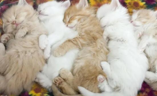 ؈���Գ��u���᣿С؈��ʲô���ܳ�̫�൰�S��