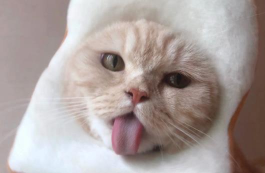 ؈���Գ��з�᣿؈��ʲô���ܳ�̫���з��