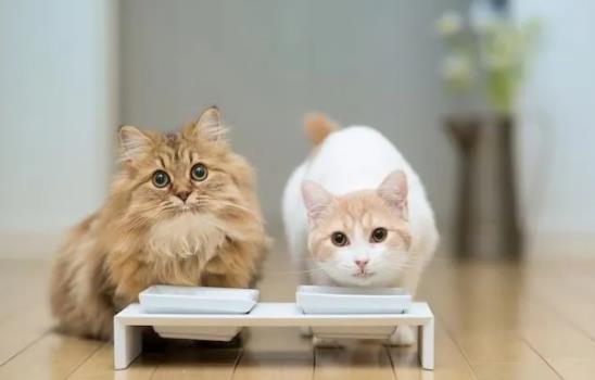 ؈���Գ��з�᣿؈��ʲô���ܳ�̫���з��