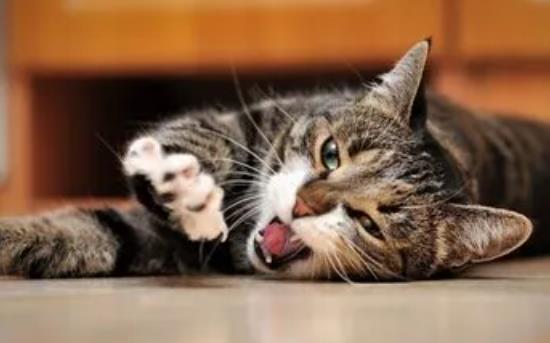 ؈���Գ��з�᣿؈��ʲô���ܳ�̫���з��