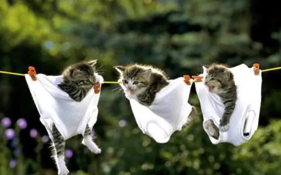 һ���ýo؈ϴһ���裿؈��ʲô����ϴ�裿