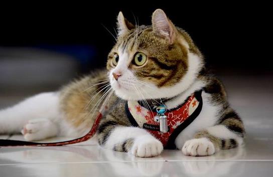 ؈�L�ڪ����ڼҕ�����᣿؈��������Щ���F��