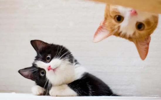 ؈���ܳ��}�᣿؈���`ʳ�}���ص�ʳ����ô�k��