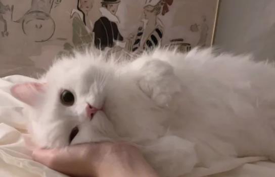 ؈���ܳ��}�᣿؈���`ʳ�}���ص�ʳ����ô�k��