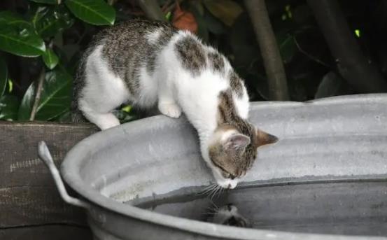 ؈���ܳ��ɿ����᣿؈������ɿ����������w���ʲô������