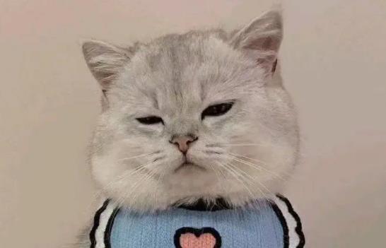 ؈���ܳ��ɿ����᣿؈������ɿ����������w���ʲô������