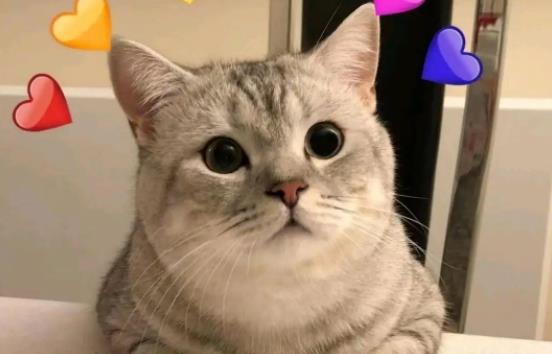 ؈���ܳ��ɿ����᣿؈������ɿ����������w���ʲô������