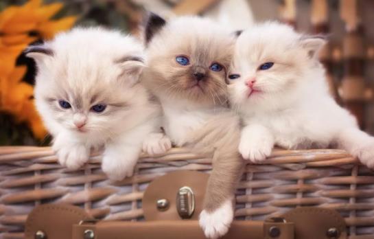 ؈����Գ�â���᣿ι؈��â����Ҫע��ʲô��