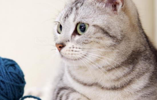 ؈����Գ�â���᣿ι؈��â����Ҫע��ʲô��