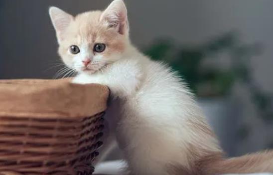 ؈���ܳ���֦�᣿ι؈����֦��Ҫע��ʲô��