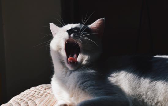 ؈���ܳ���֦�᣿ι؈����֦��Ҫע��ʲô��