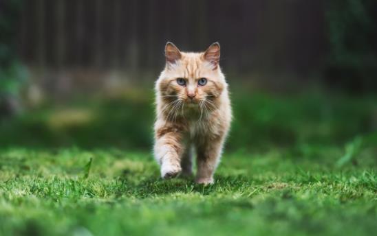 ؈���ܳ���֦�᣿ι؈����֦��Ҫע��ʲô��