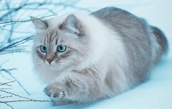 ؈���ë������ô�k��؈��ʲô������ë���أ�