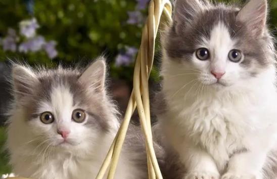 ؈���ë������ô�k��؈��ʲô����(ji��)��ë������