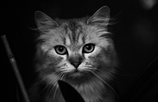 ؈���ë������ô�k��؈��ʲô����(ji��)��ë������