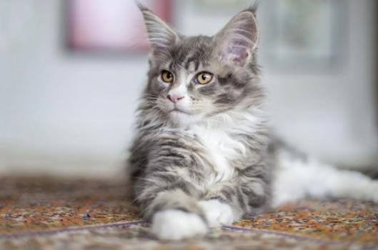 ��ʲô؈��ϲ�g����˯�X��؈��ϲ�g��ʲô�h����˯�X��