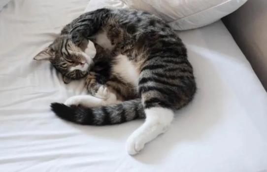 ��ʲô؈��ϲ�g����˯�X��؈��ϲ�g��ʲô�h����˯�X��